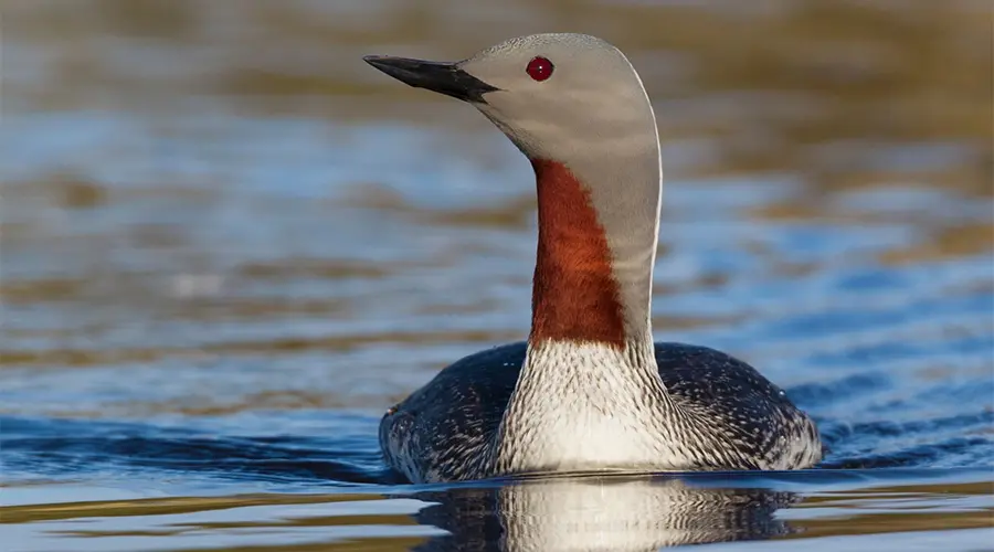Red-throated Loon ssc