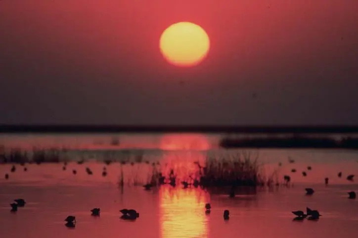 Doñana National Park, a Green listed protected area in Spain