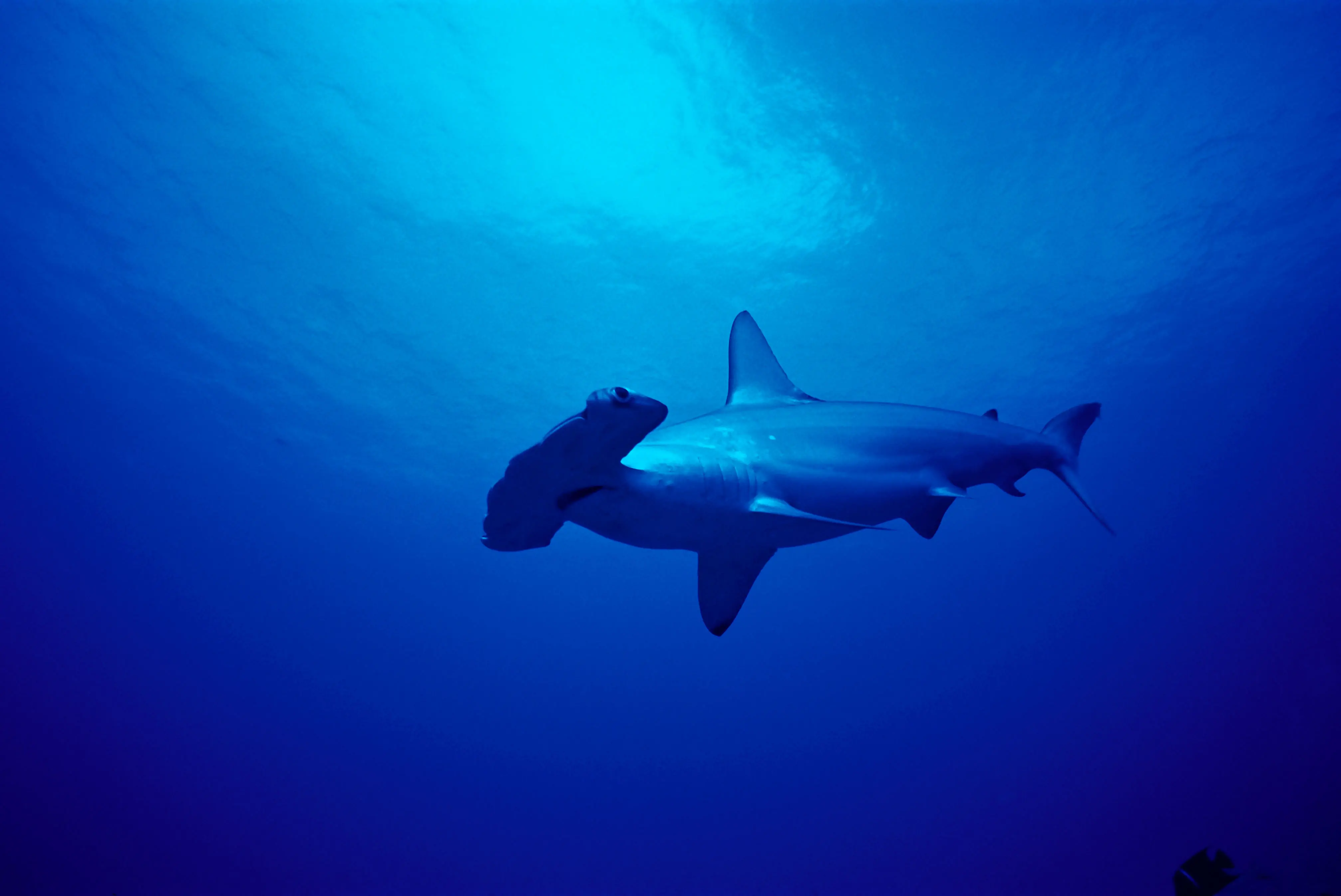 Hammerhead sharks migrate to warmer waters in winter to breed and to cooler waters in summer, often tracking migratory fish.