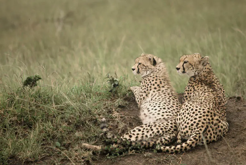Cheetahs in Masai Mara National Reserve, Kenya