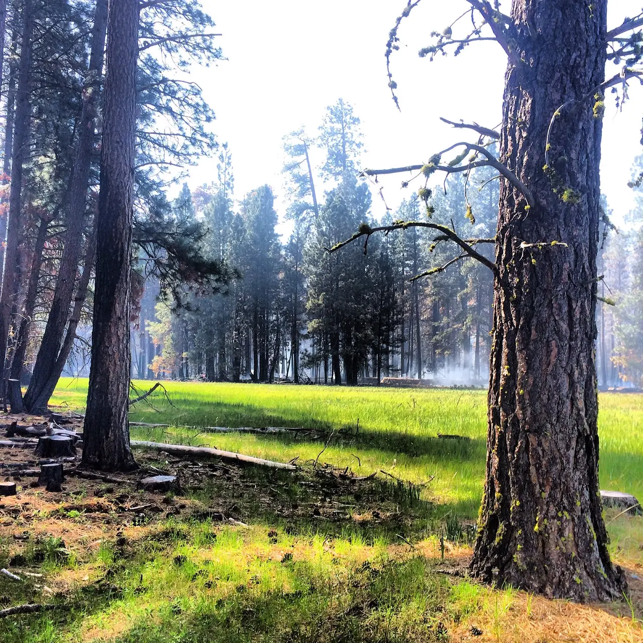 A burned forest can be a healthy one. A stand of ponderosa pine still smolders from a recent prescribed fire in central Oregon. The US Forest Service sets fires now to mimic natural conditions.