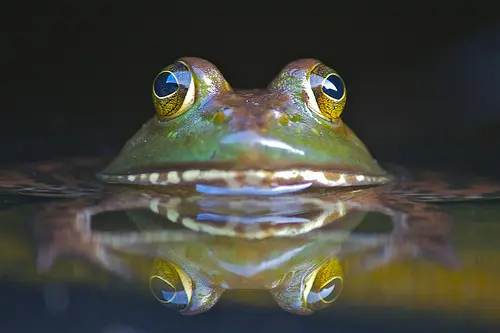 American bullfrog (Lithobates
catesbeianus)