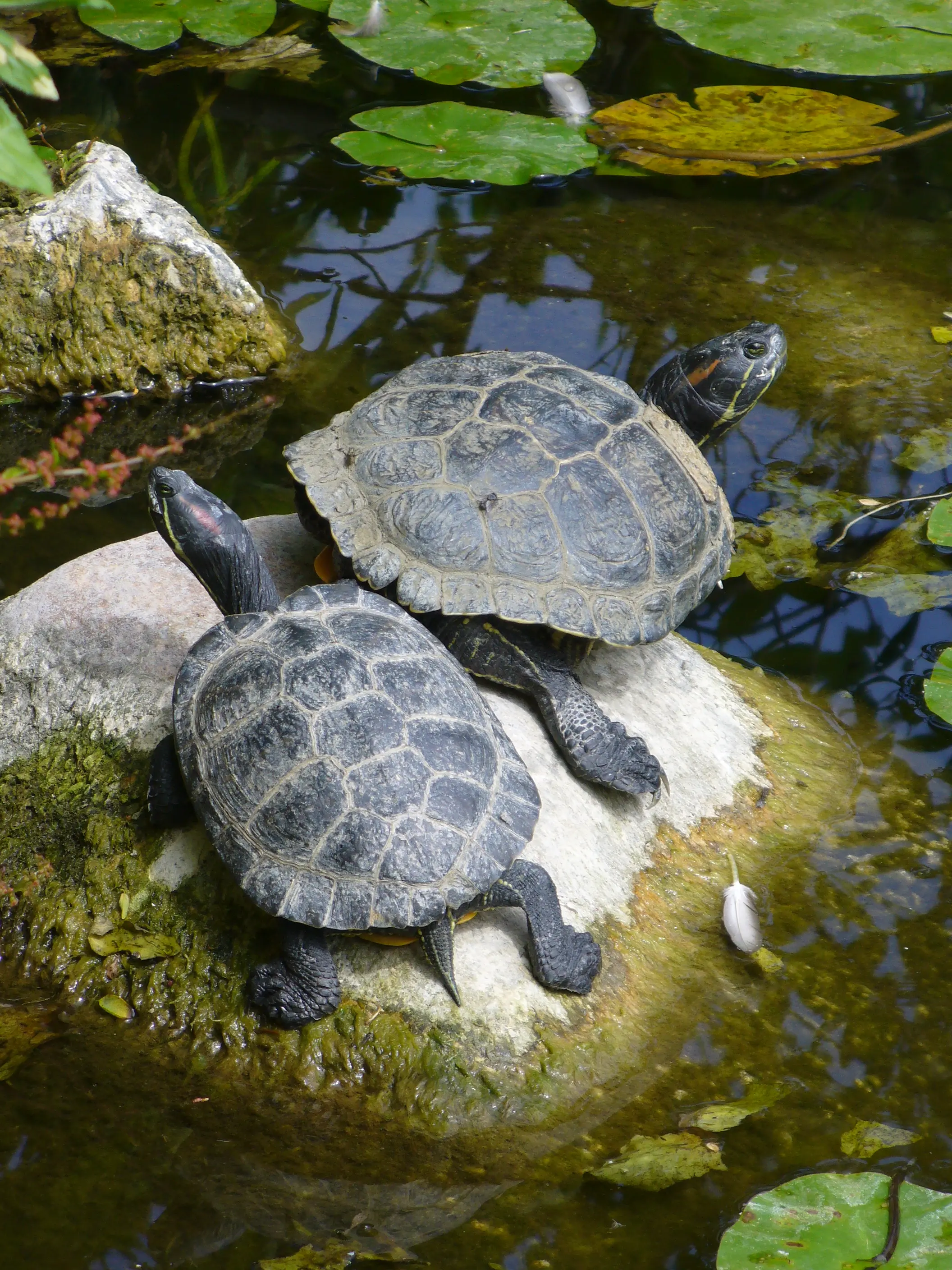 The American red-eared slider (Trachemys scripta elegans) is a freshwater turtle usually sold as a pet, and now introduced in several European countries where it represents an ecological threat for the indigenous fauna and flora.