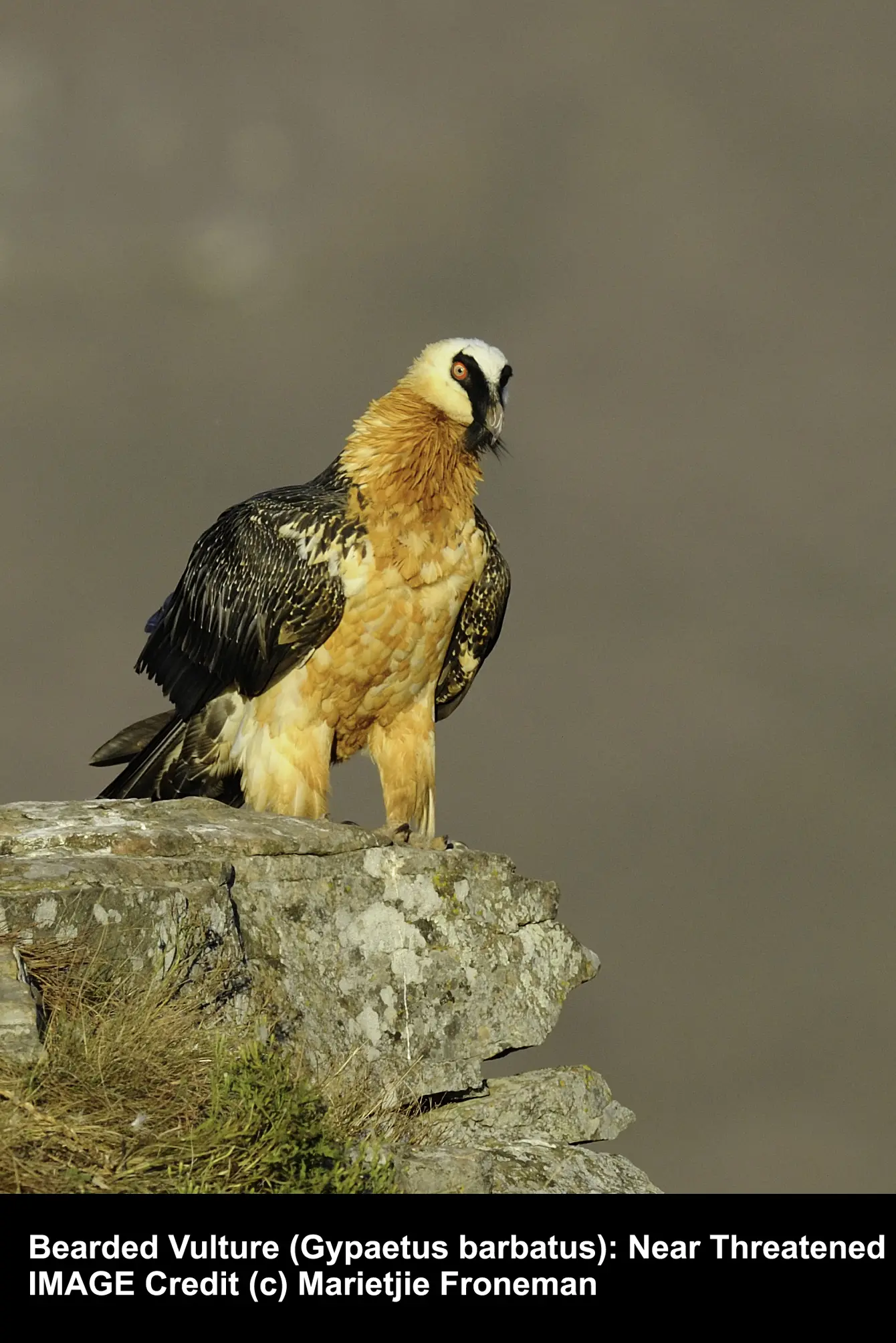 Bearded Vulture, Near Threatened