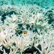 Bleached coral on the Great Barrier Reef, Australia