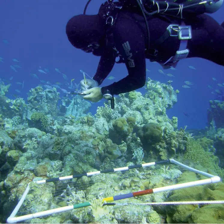 Bonaire National Marine Park manager Ramon de Leon surveying coral reefs