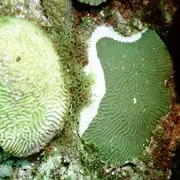 Two colonies of brain coral (Diploria strigosa) on Curacao affected by a coral disease called white plague