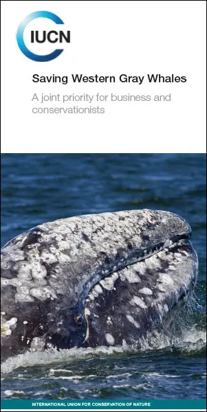Saving western gray whales