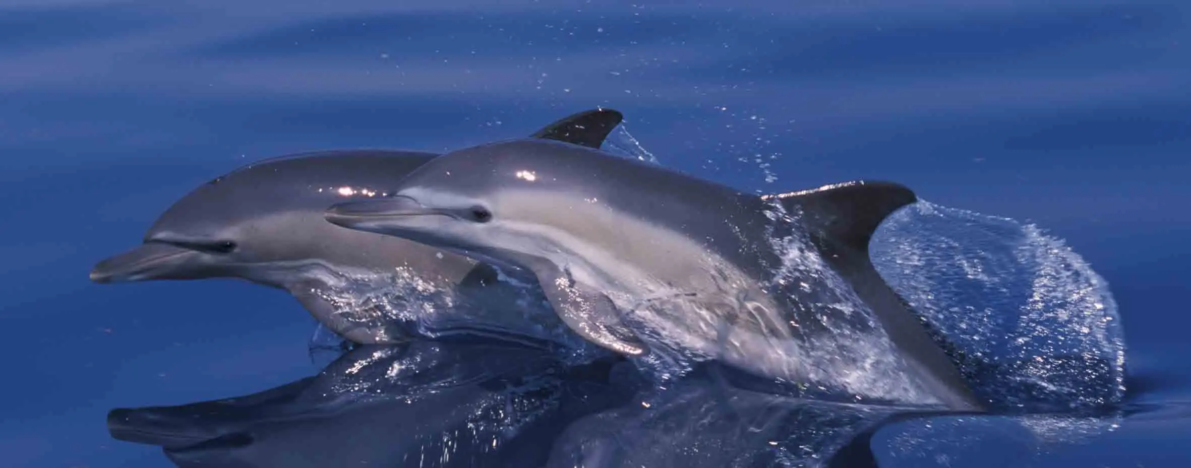 Short-beaked Common Dolphins - Endangered