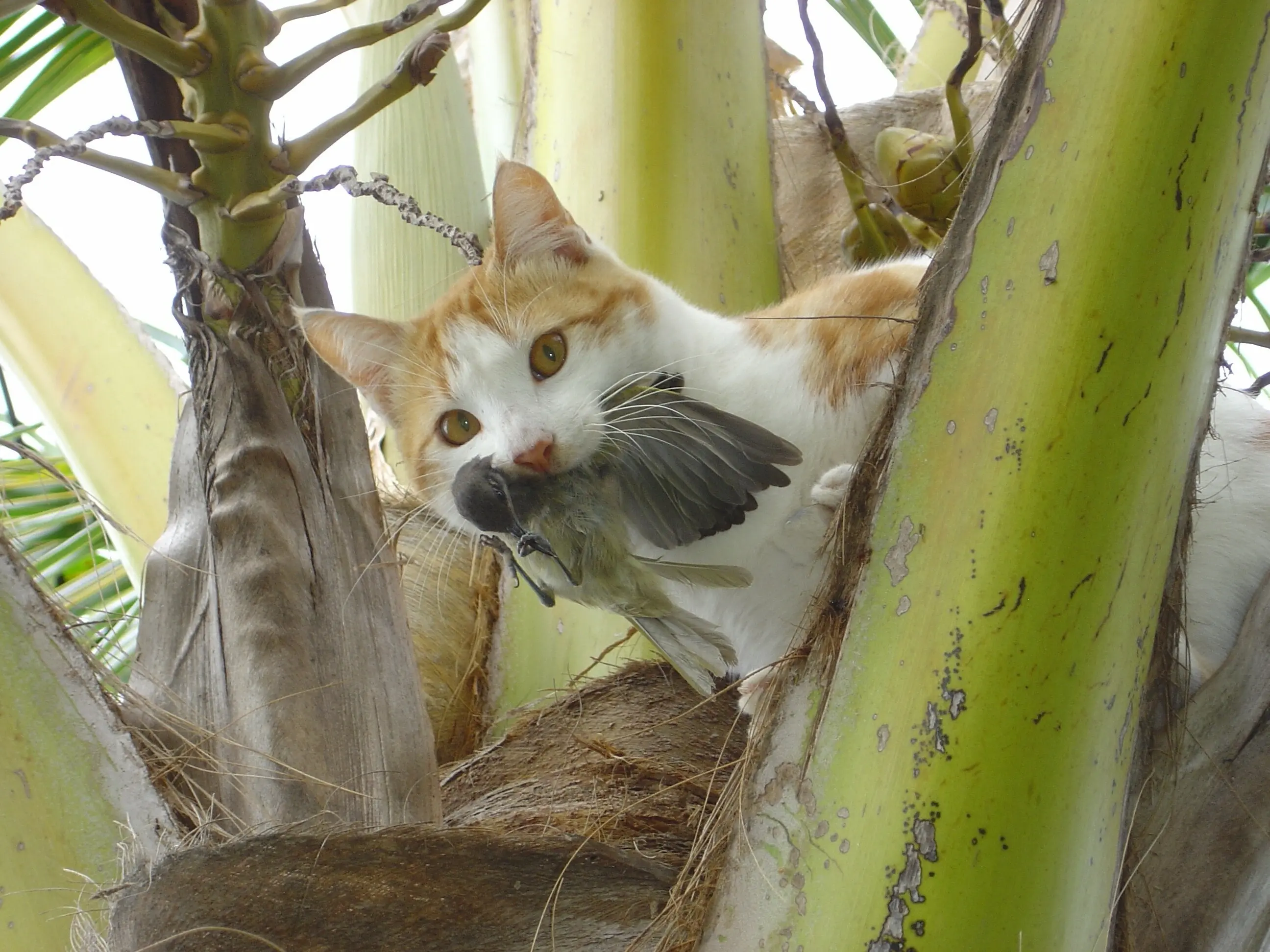les chats sauvages sont parmi les prédateurs introduits dans les îles les plus nuisibles pour la faune indigène