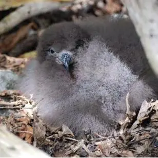 An extremely rare sight: a Murphy’s petrel chick on Henderson Island. Rats have been killing over 99% of Murphy’s petrel chicks within 1 week of hatching