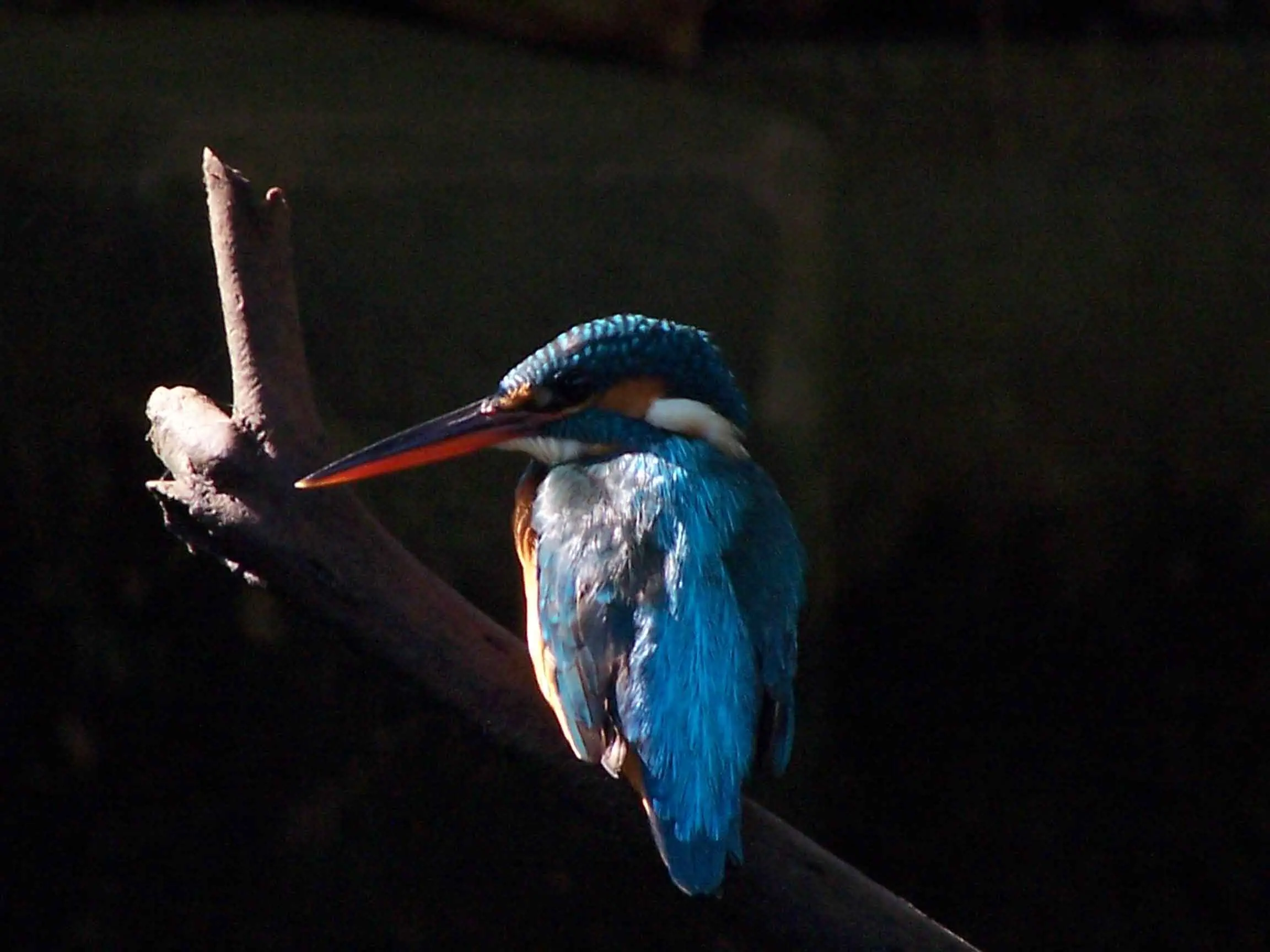 Common kingfisher (Alcedo atthis), Muthurajawela marsh, Sri Lanka.