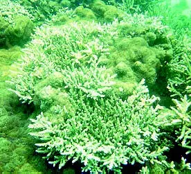 Bleached branching coral colonies