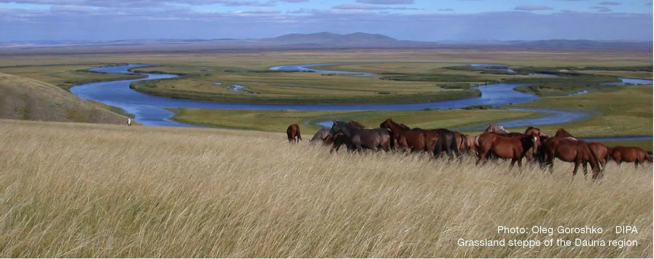 Grassland Steppe of the Dauria Region