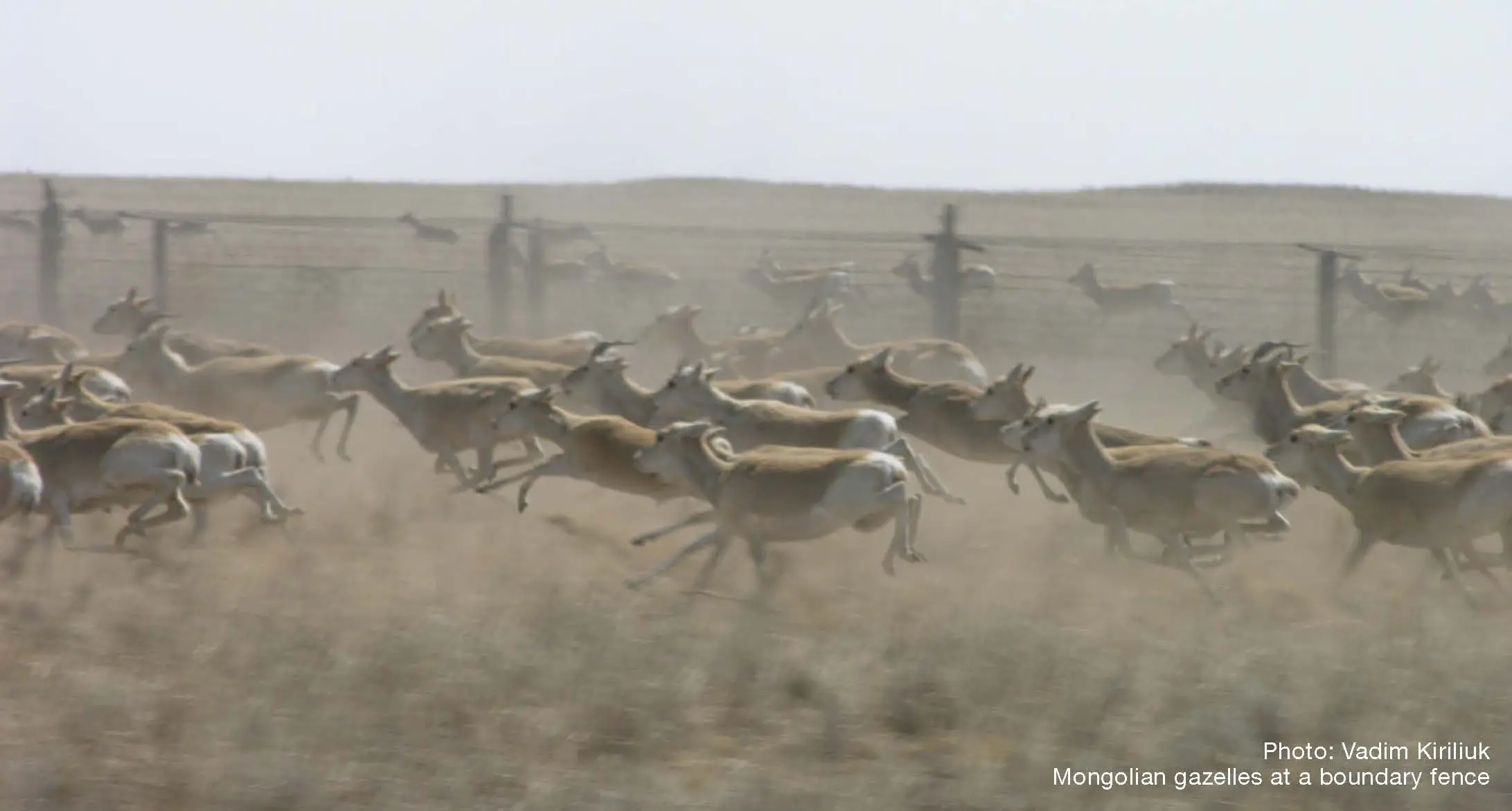 Mongolian Gazelles at a boundary fence