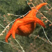 Deep-sea starfish