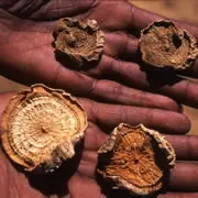 Slices of dried Devil´s Claw tubers in the hands of a local harvester, Botswana