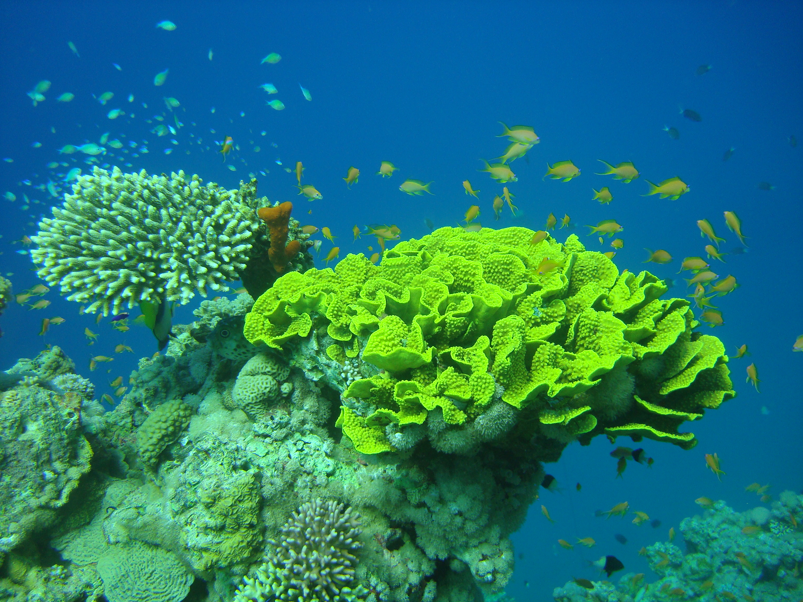 Corals in the Red Sea, Aqaba - Jordan