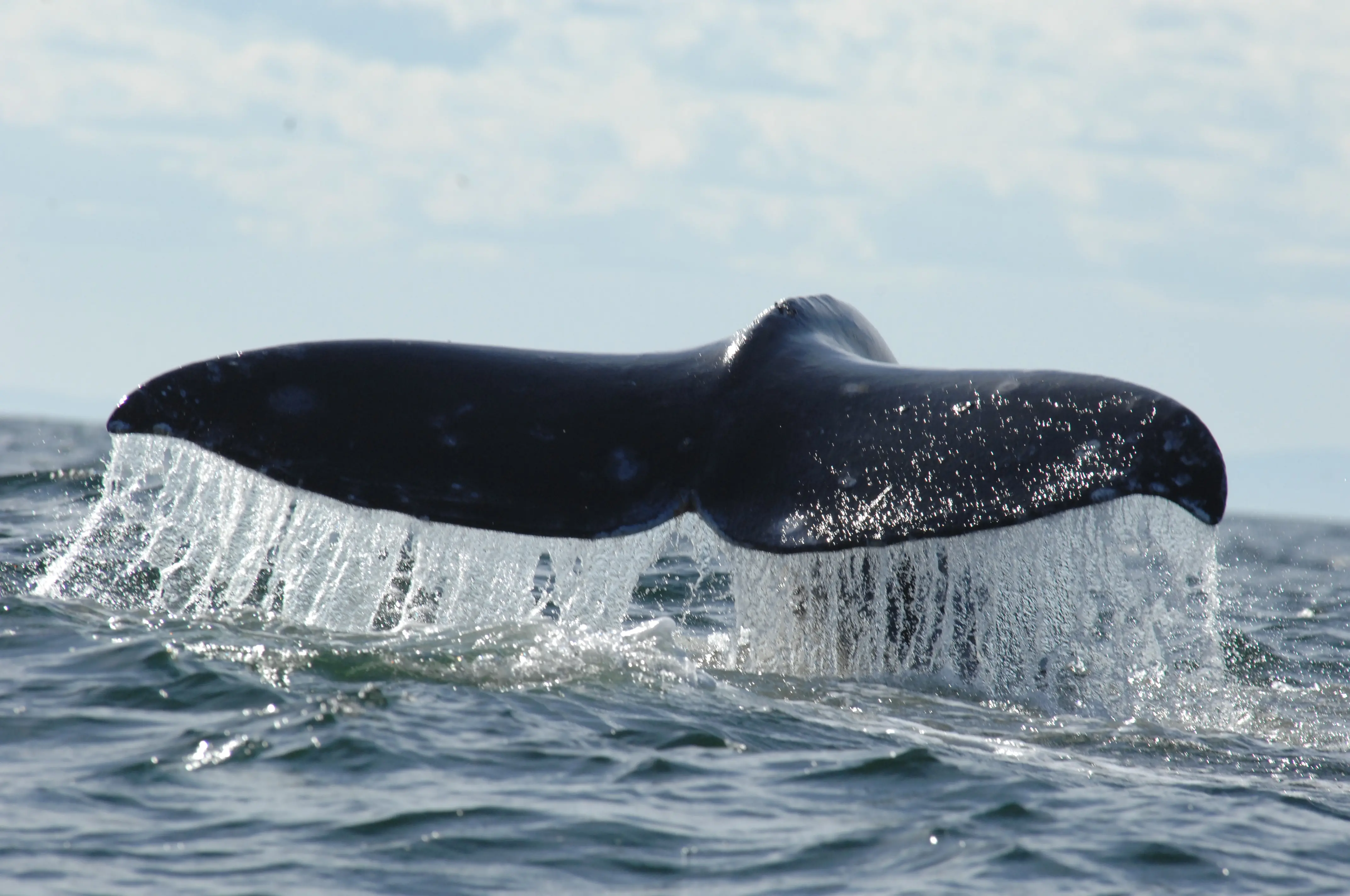 Western Gray whale