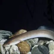 European eel, Anguilla anguilla 
Critically Endangered