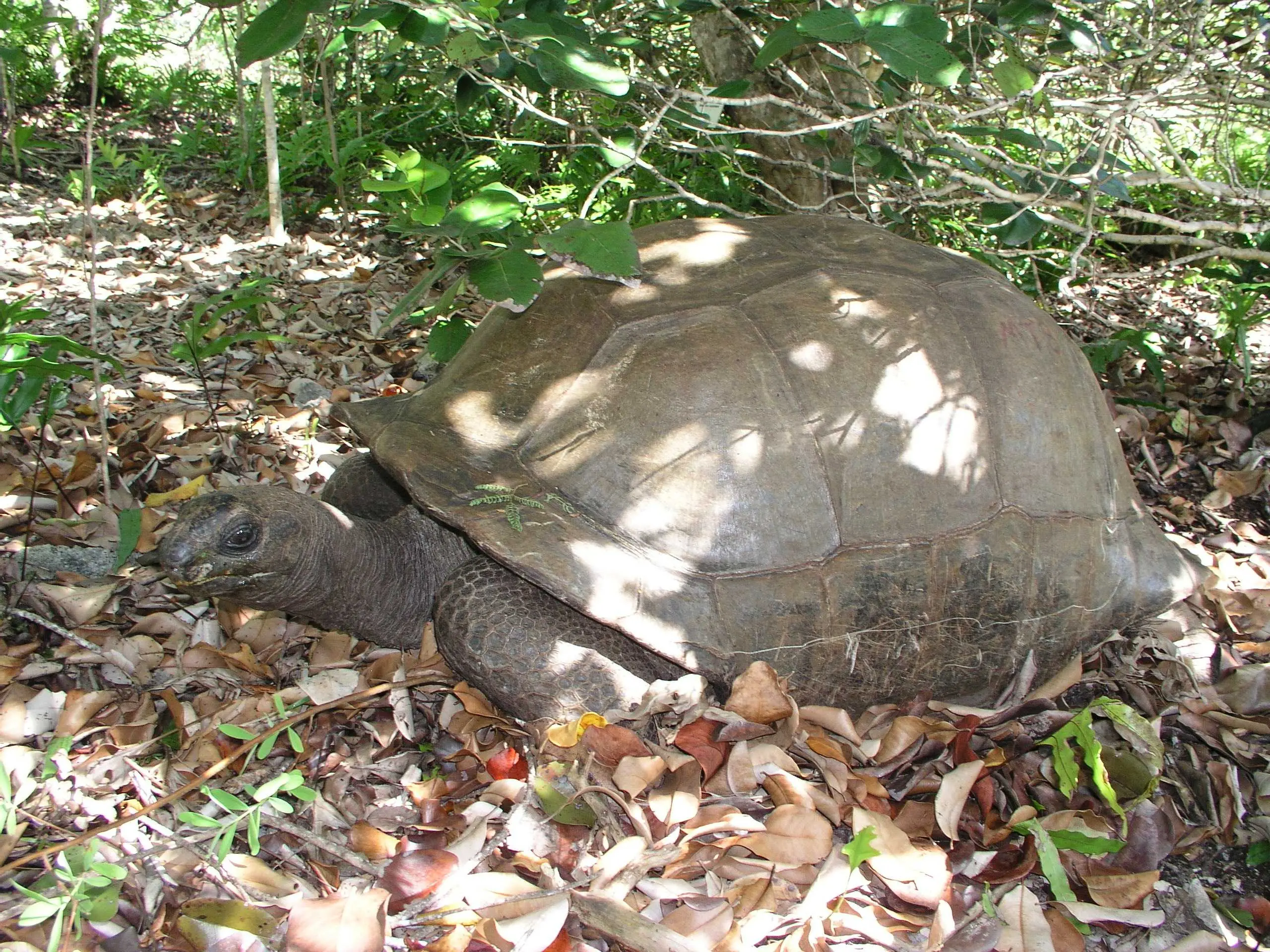 Aldabran giant tortoise on Ile aux Aigresstes, Mauritius