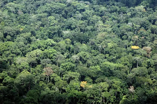 Vue aérienne forêt bassin du Congo
