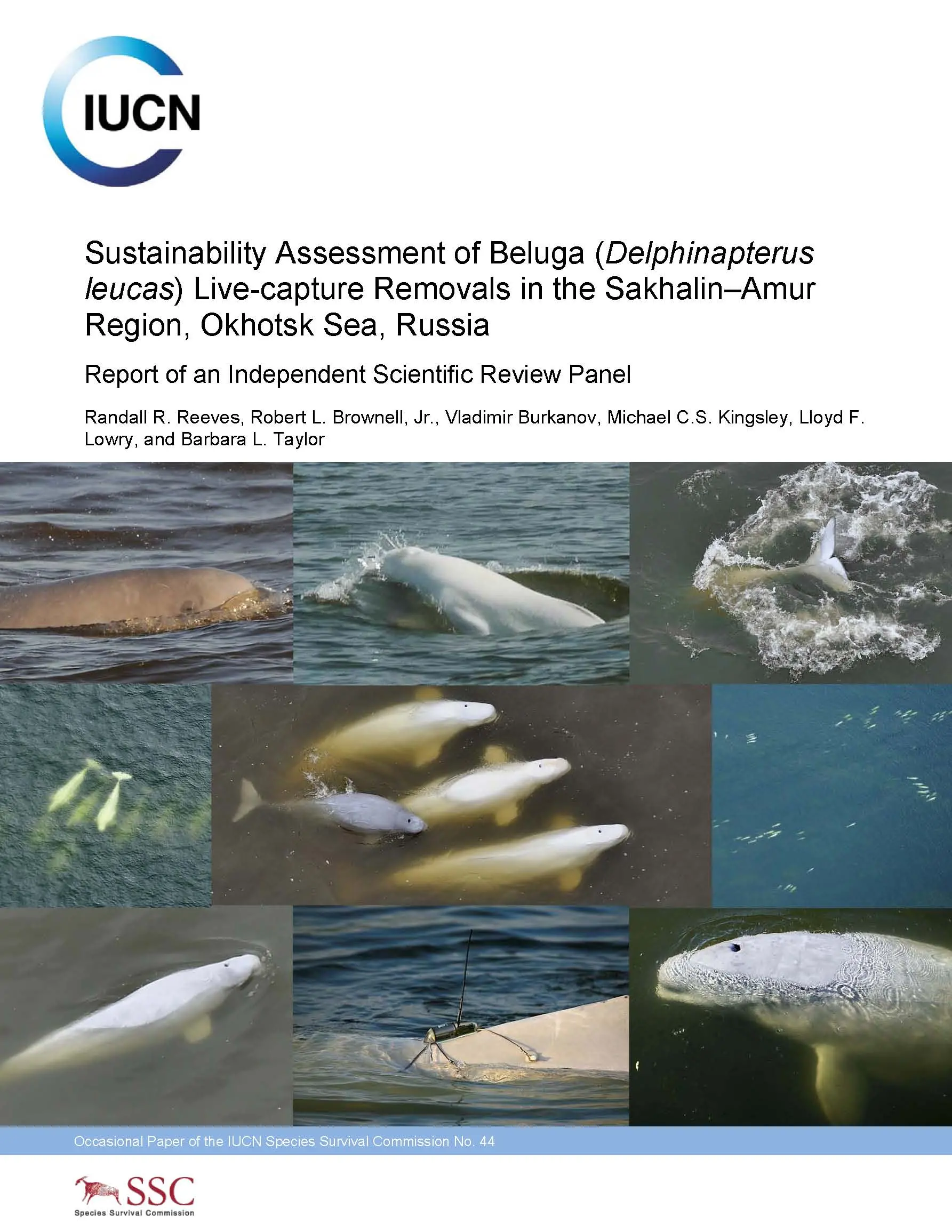 Beluga Report Front Cover