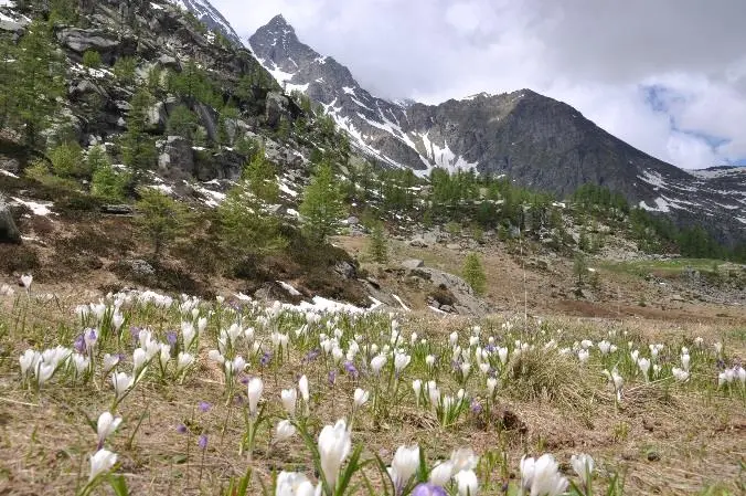 The flowers bloom in Gran Paradiso National Park