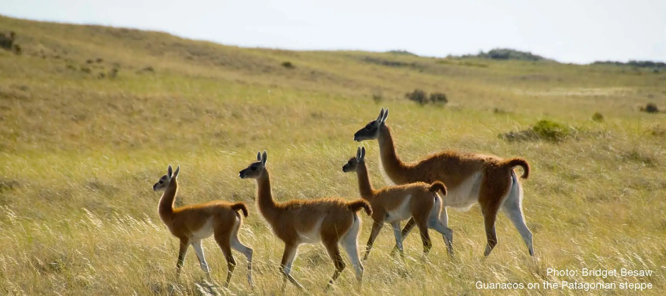 Guanacos on the Patagonian Steppe