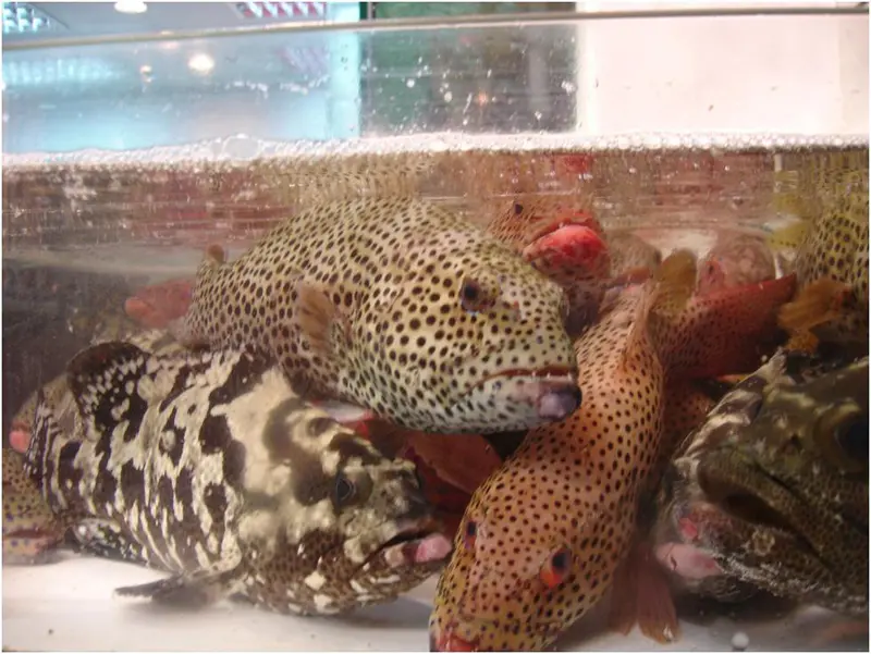 Live groupers on display for sale in a Hong Kong market.
