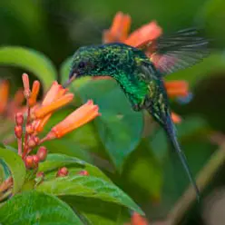 Cozumel Emerald Hummingbird