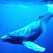 La ballena jorobada (Megaptera novaeangliae) es una de las especies que se ha recuperado en las últimas décadas. En 1986 se encontraba en peligro según la lista roja de la UICN, hoy, se la considera de menor preocupación.