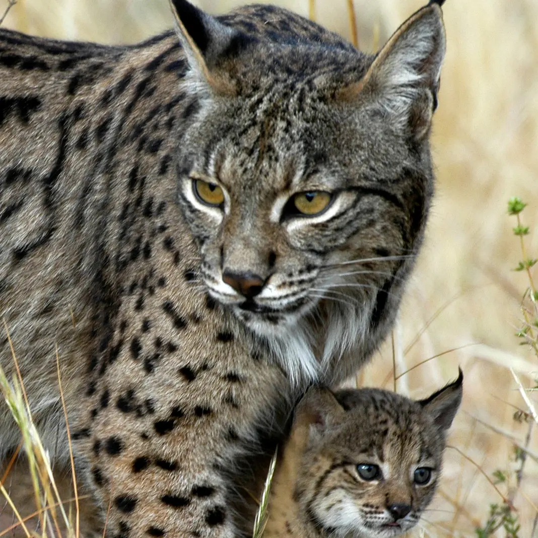 Iberian Lynx (Lynx pardinus). 2008 IUCN Red List of Threatened Species status: Critically Endangered