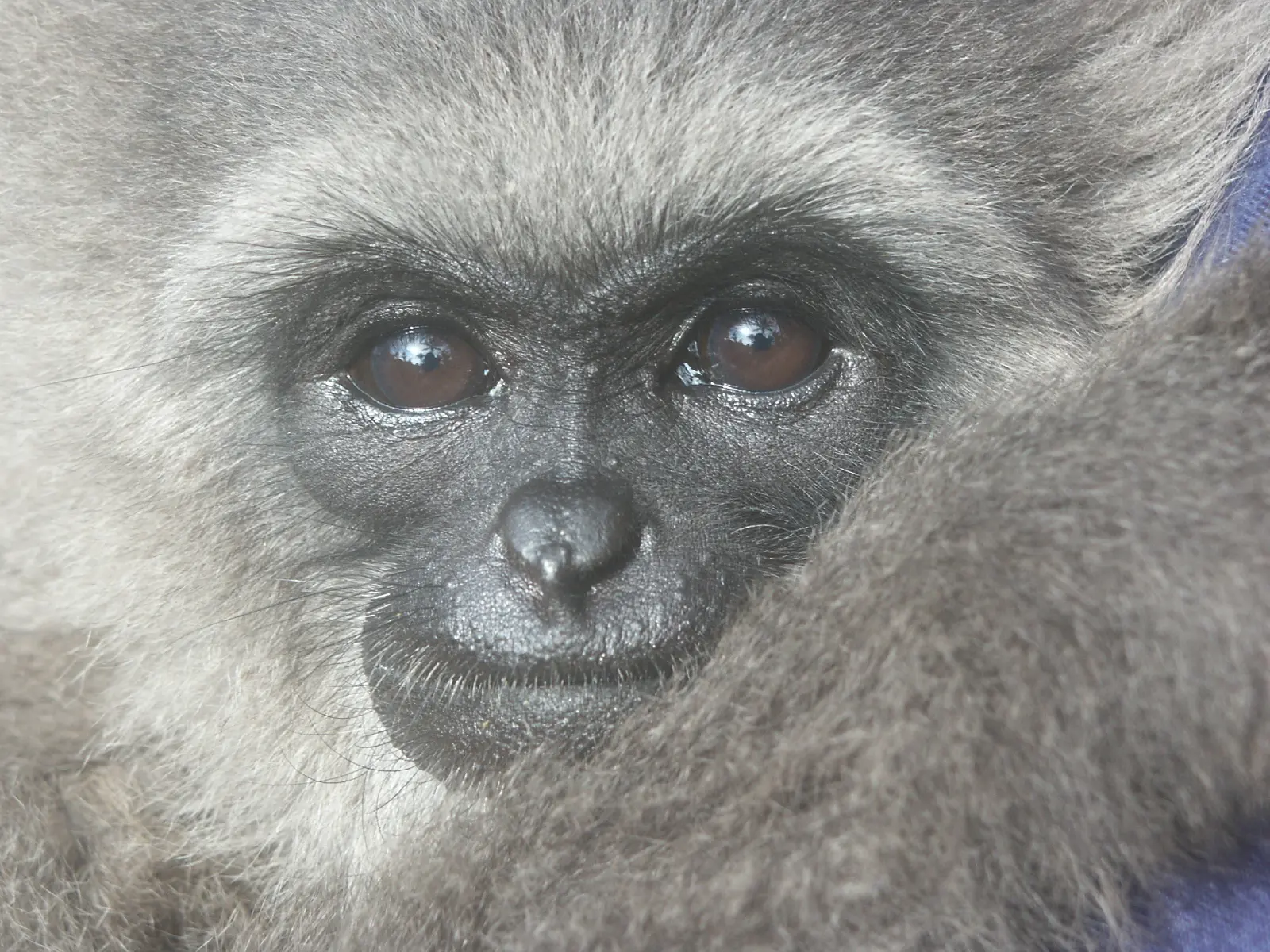 Javan Gibbon, Hylobates moloch, Endangered, Indonesia.