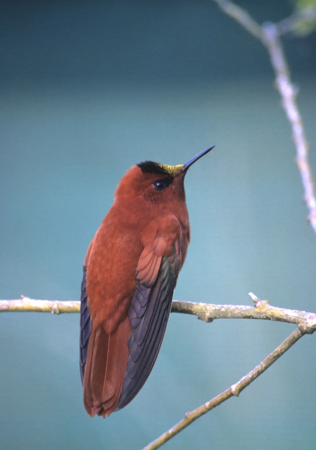 The Juan Fernandez Firecrown, threatened by a range of introduced plant and animal species on Isla Robinson Crusoe, Juan Fernandez Islands, Chile
