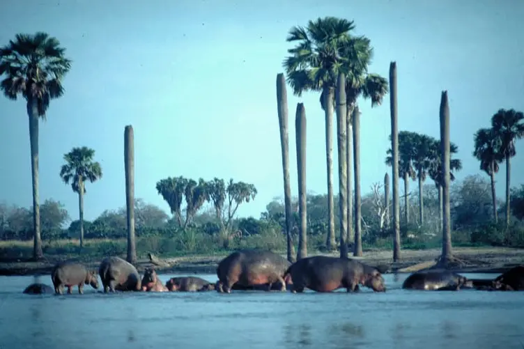 Hippos in the Rufiji River in the Selous Game Reserve, Tanzania