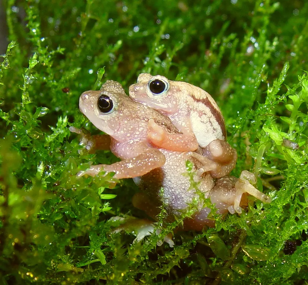 Kihansi Spray Toad (Nectophrynoides asperginis) Extinct in the Wild