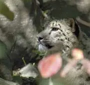 Leo the Snow Leopard