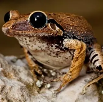 Macaya Burrowing Frog, Eleutherodactylus parapelates. Critically Endangered