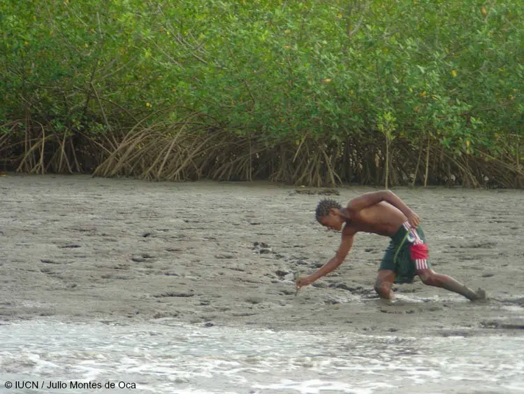 Conserving natural ecosystems such as mangroves can help developing countries adapt to climate change.