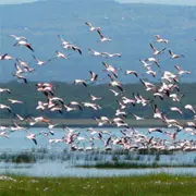 Flamingos taking off from Lake Nakuru