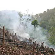Deforestation in Western Ghana in the region of the Upper Guinean Rainforest