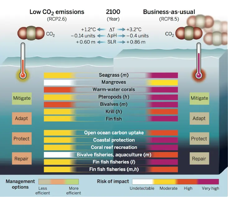 Contrasting futures for ocean and society from different anthropogenic CO2 emissions scenarios. Science