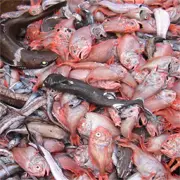 Orange roughy haul with related by-catch