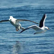 Albatross in the Pacific Ocean