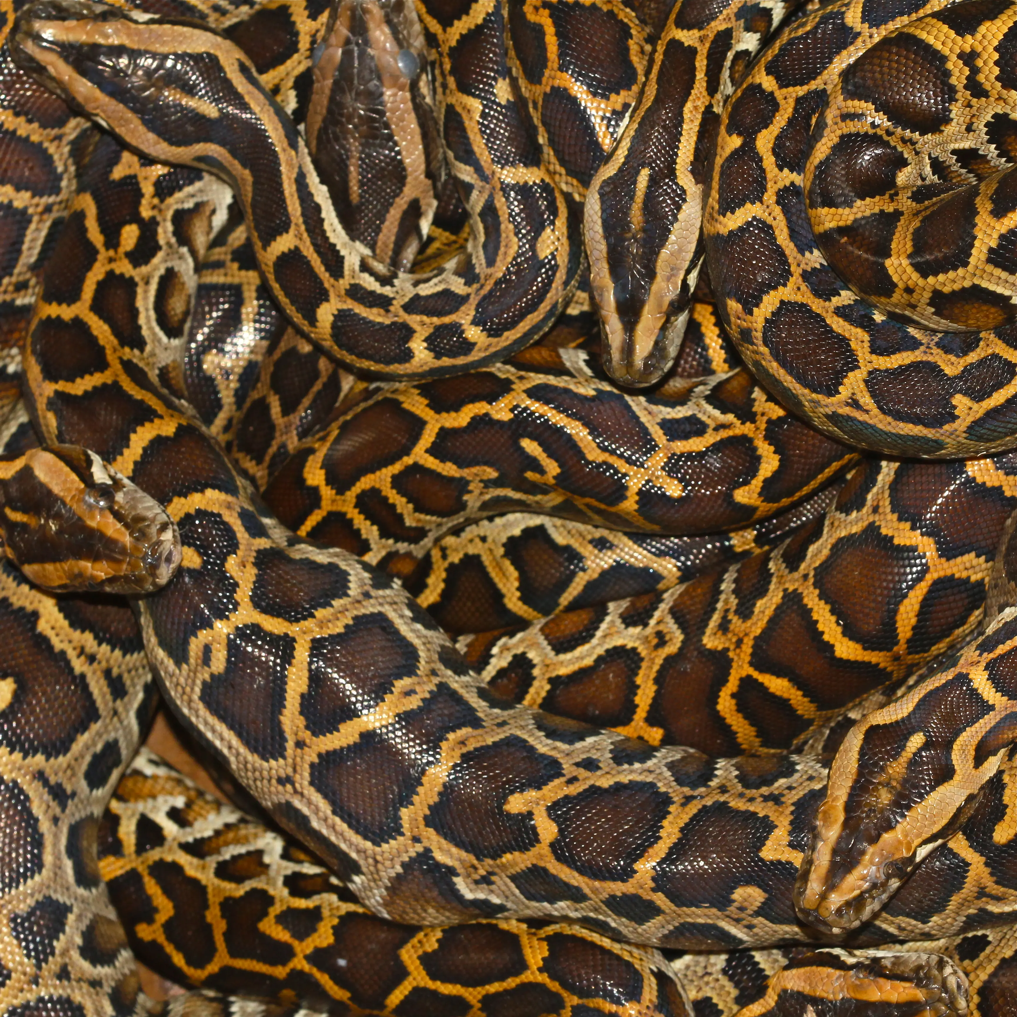 Python skins are traded primarily to meet demands from the fashion industry