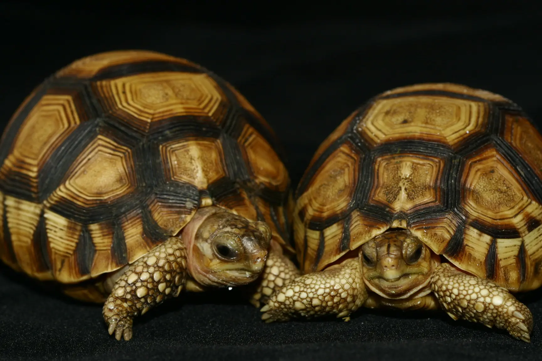Ploughshare Tortoises