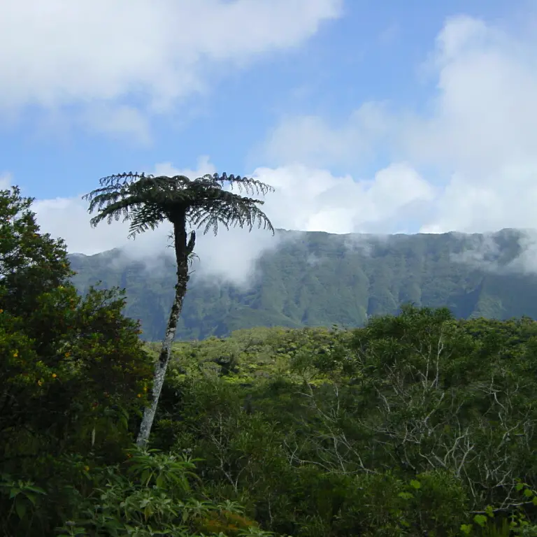 Primary Rainforest in central Reunion island