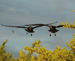 Two low-flying Murphy's petrels above Henderson Island
