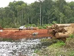 Forest logging - Republic of Congo